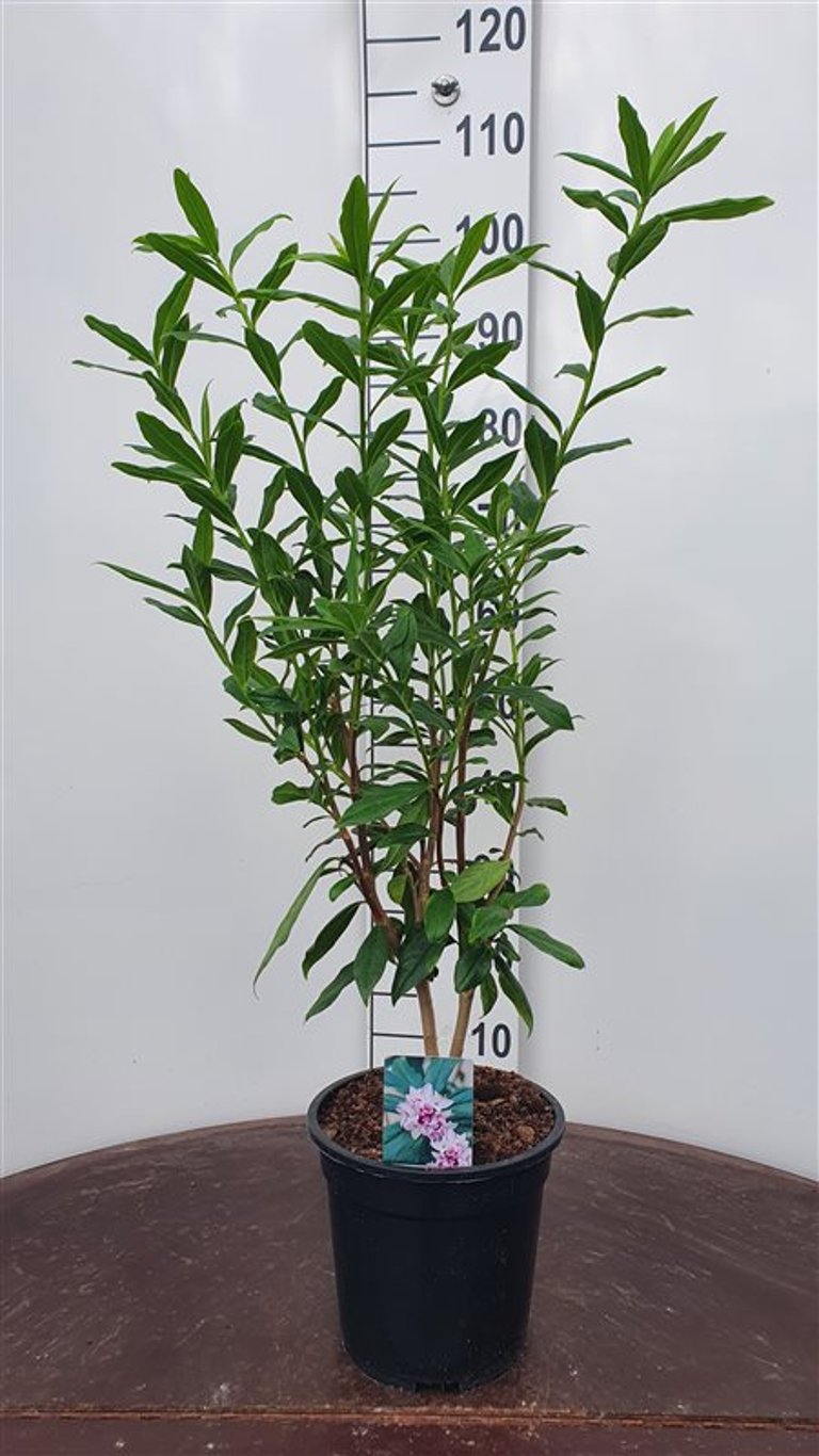 Daphne bholua 'Jacqueline Postill' - C5 50-60 CM